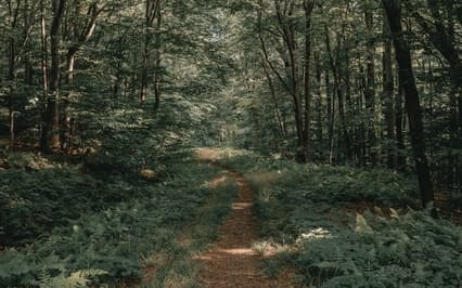 Guided Breath Practice To Down Regulate Your Nervous System